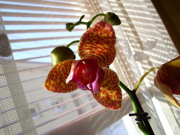 prírastky z Klosterneuburgu,výstavy orchideí, Okenné parapety prírastky z Klosterneuburgu,výstavy orchideí, Okenné parapety, andersenka, 1