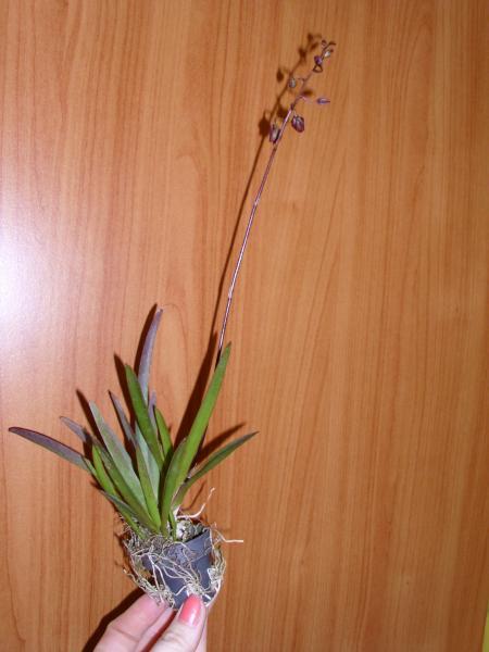 prírastky z Klosterneuburgu,výstavy orchideí, Okenné parapety, andersenka, 1