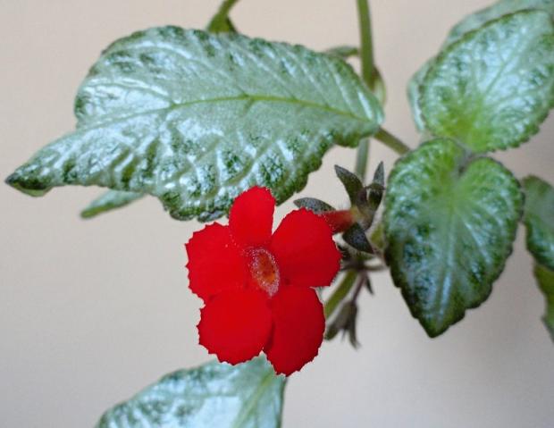 Episcia, Izbové kvety Episcia, Izbové kvety, rosalka, 1