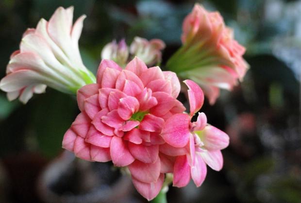 Kalanchoe, Izbové kvety Kalanchoe, Izbové kvety, rosalka, 1