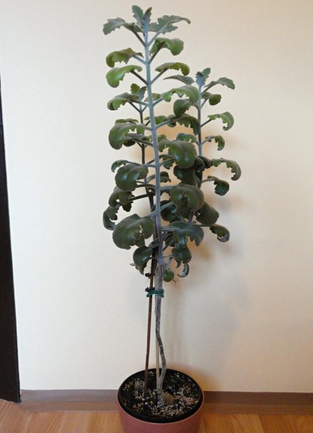 Kalanchoe beharensis, Izbové kvety Kalanchoe beharensis, Izbové kvety, rosalka, 1