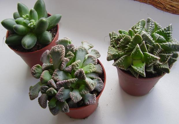 succulenťáci poradte ;))) II., Sukulenty succulenťáci poradte ;))) II., Sukulenty, jarka213, 1
