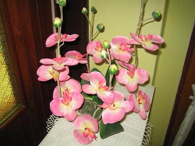 orchidka čo stale kvitne, Kvetinové portréty orchidka čo stale kvitne, Kvetinové portréty, evuš 50, 1