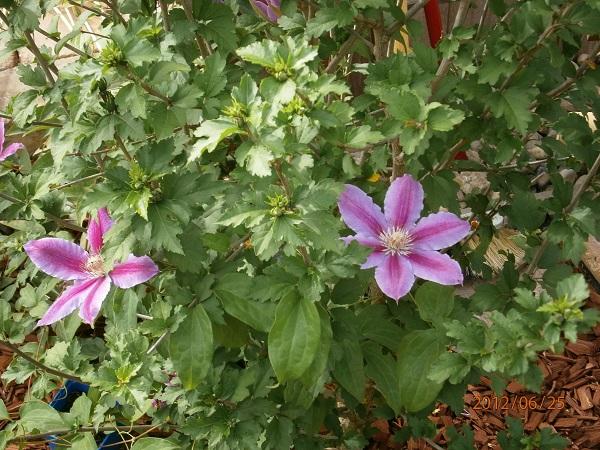 Ibištek, alebo Clematis?, Okrasné záhradky Ibištek, alebo Clematis?, Okrasné záhradky, sisa111, 1