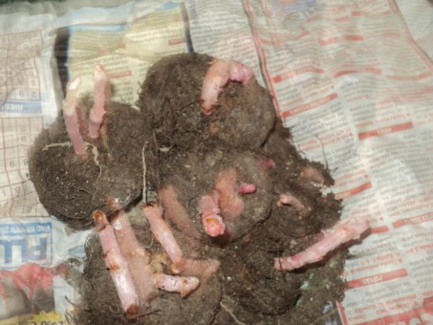 prebudené begónie, A všeličo ostatné prebudené begónie, A všeličo ostatné, ludmila42, 1