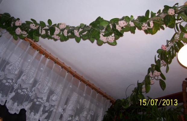 moja voskovka, Izbové kvety, Hanka47, 1