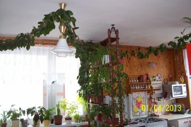 moja voskovka-celkový pohľad, Izbové kvety moja voskovka-celkový pohľad, Izbové kvety, Hanka47, 1