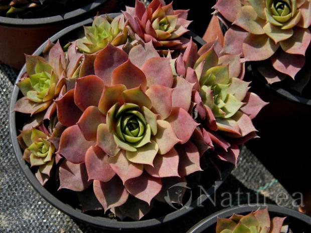 Sempervivum , Skalky Sempervivum , Skalky, marian1, 1