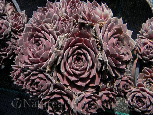 Sempervivum , Skalky, marian1, 1
