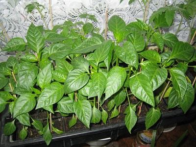 paprika, Zeleninová záhrada paprika, Zeleninová záhrada, evuš 50, 1