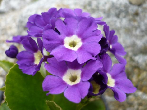 Primula x pubescens ´MRS. J.H.WILSON´, Kvetinové portréty, alpinka, 1