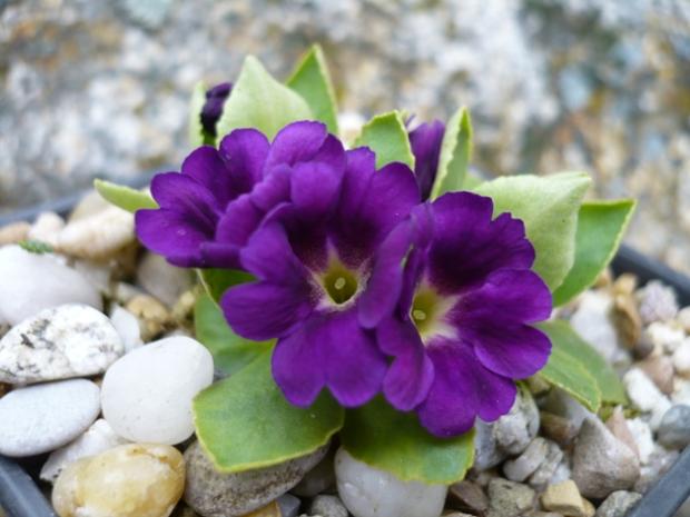 Primula x allionii ´COLIN FIELD´, Skalky, alpinka, 1