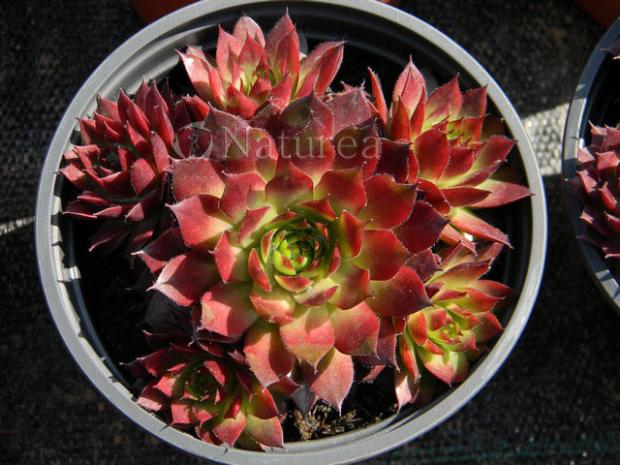 Sempervivum, Skalky, marian1, 1