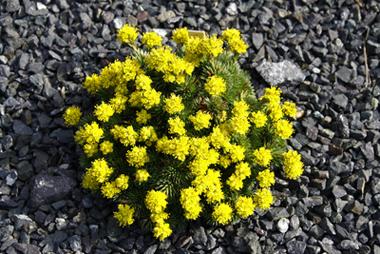 Saxifraga, Skalky, Klaudia K, 1