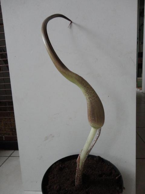 sauromatum sauromatum, tamako, 1