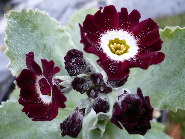 Primula auricula ´Peggy´, Kvetinové portréty Primula auricula ´Peggy´, Kvetinové portréty, alpinka, 1