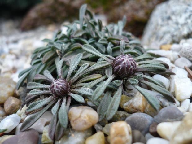 Pred rozkvitnutím... townsendia leptotes, Skalky Pred rozkvitnutím... townsendia leptotes, Skalky, alpinka, 1