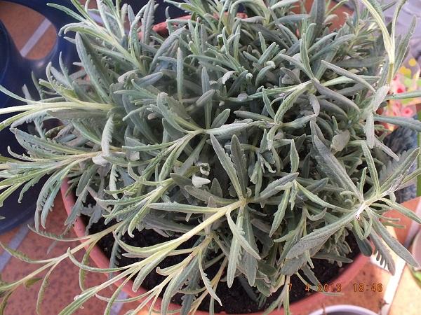 Francuzska zubkata levandula - Lavandula dentata, A všeličo ostatné Francuzska zubkata levandula - Lavandula dentata, A všeličo ostatné, Plumeria-Fan, 1