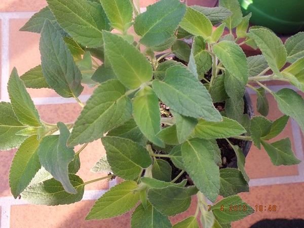 Ananasova salvia - salvia rutilans, A všeličo ostatné Ananasova salvia - salvia rutilans, A všeličo ostatné, Plumeria-Fan, 1