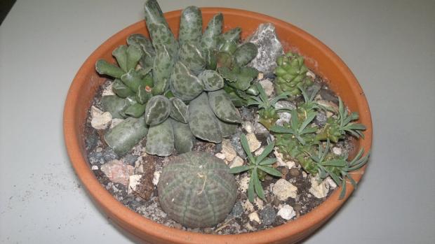 euphorbie a andromischus , Sukulenty euphorbie a andromischus , Sukulenty, mishenka123, 1