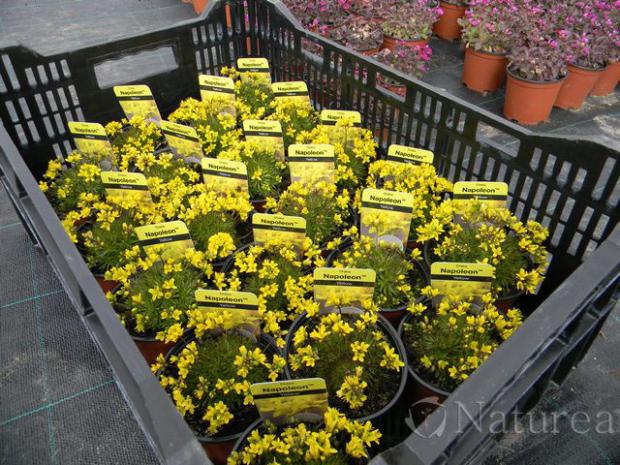 Draba, Skalky Draba, Skalky, marian1, 1