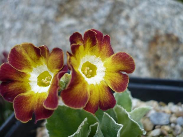 Primula x auricula ´GNOME´, Skalky Primula x auricula ´GNOME´, Skalky, alpinka, 1