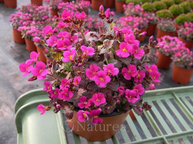 Arabis caucasica 'Little Treasure Deep Rose', Kvetinové portréty, marian1, 1