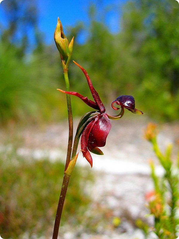 the flying duck orchid , Izbové kvety, mishenka123, 1