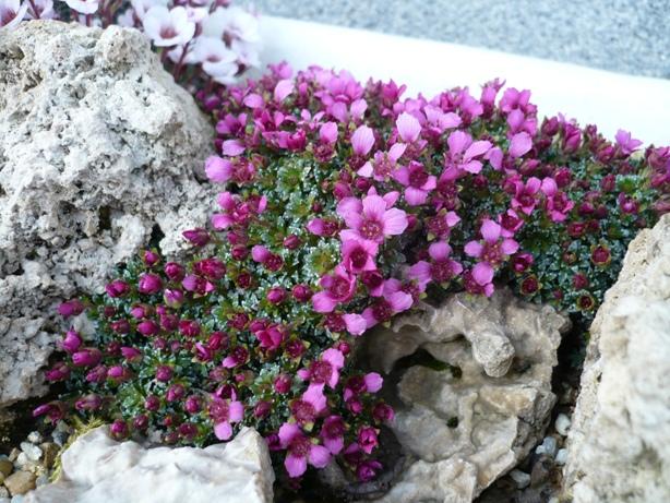 Rozkvitli mi saxifragy... tmavá cyklámenová, Skalky Rozkvitli mi saxifragy... tmavá cyklámenová, Skalky, alpinka, 1