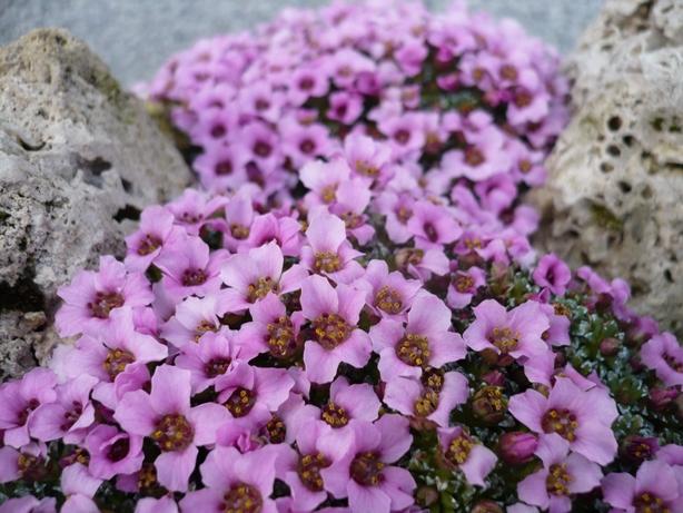 Rozkvitli mi saxifragy... ružová, Skalky Rozkvitli mi saxifragy... ružová, Skalky, alpinka, 1