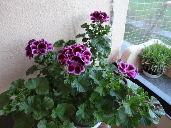 muškáátik, Balkóny muškáátik, Balkóny, ddaniela, 1