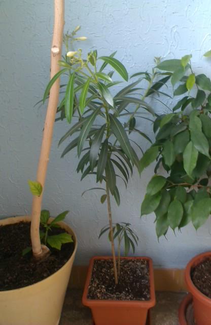 moj oleander, Izbové kvety, michal50741, 1