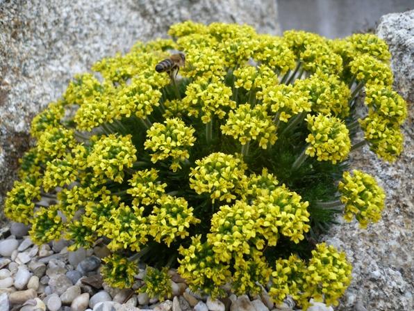 Draba sphaeroides, Skalky, alpinka, 1
