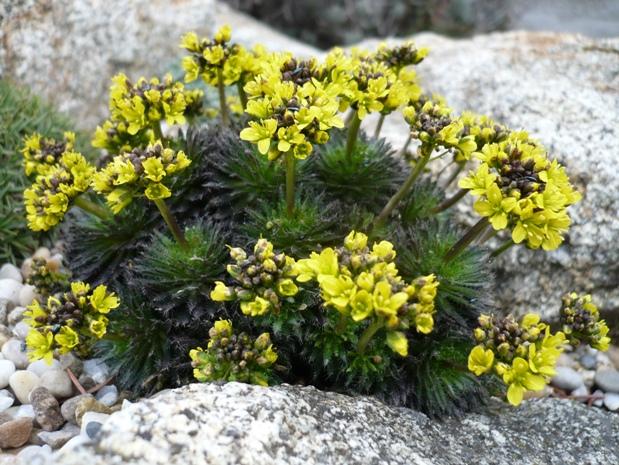 Draba korabensis, Skalky, alpinka, 1