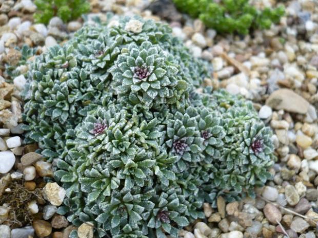 Saxifraga cochlearis ´Minor´, Skalky, alpinka, 1