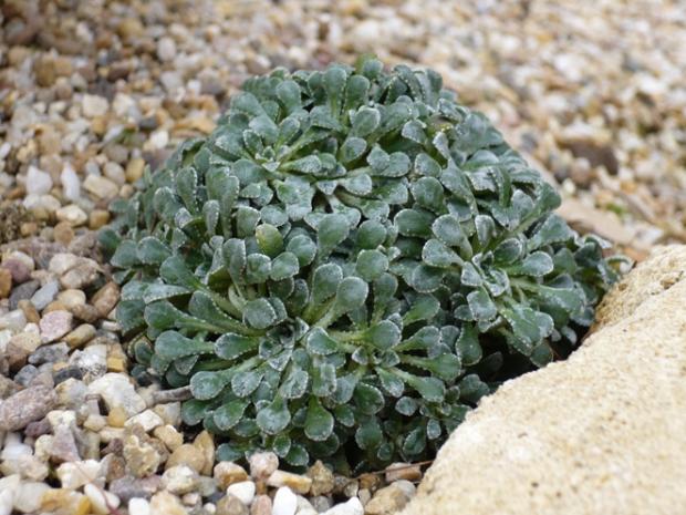 Saxifraga ´Francis Cade´, Skalky, alpinka, 1