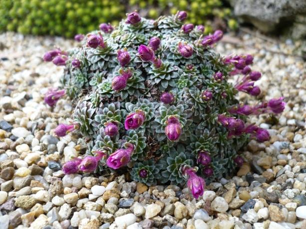 Saxifraga rozkvitne už za pár dní, Skalky Saxifraga rozkvitne už za pár dní, Skalky, alpinka, 1