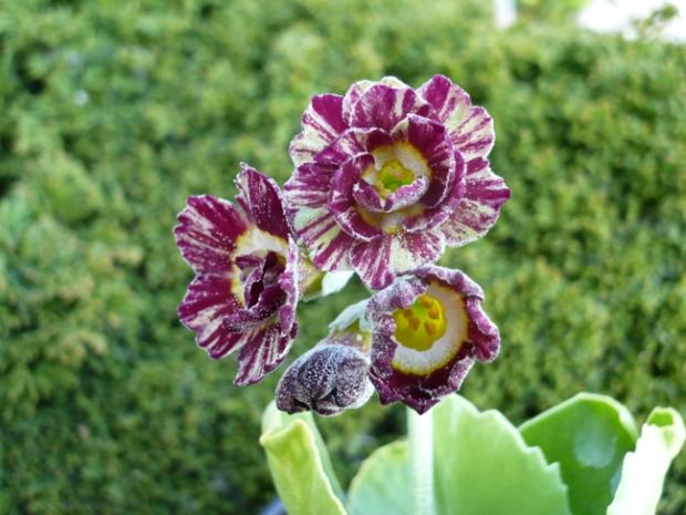 Primula x auricula ´TAY TIGER´, Kvetinové portréty Primula x auricula ´TAY TIGER´, Kvetinové portréty, alpinka, 1