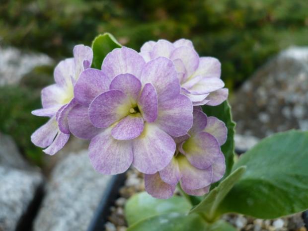 Primula x auricula ´EDITH MAJOR´, Kvetinové portréty Primula x auricula ´EDITH MAJOR´, Kvetinové portréty, alpinka, 1