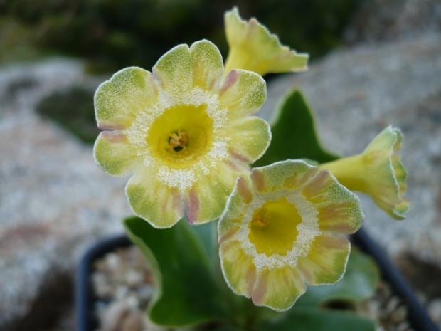 Primula x auricula ´LORD SAYE AND SALE´, Kvetinové portréty Primula x auricula ´LORD SAYE AND SALE´, Kvetinové portréty, alpinka, 1