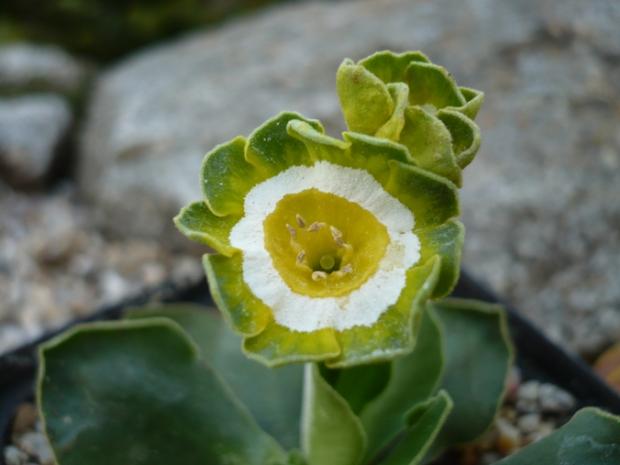 Primula x auricula ´2nd VIC´, Kvetinové portréty, alpinka, 1