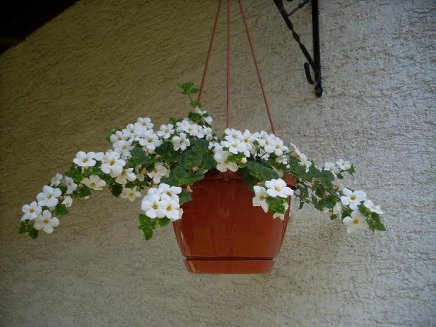 Bacopa, Kvetinové portréty Bacopa, Kvetinové portréty, jarmilka48, 1