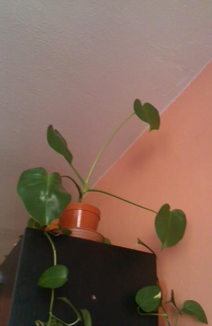 moja monstera , Izbové kvety, michal50741, 1