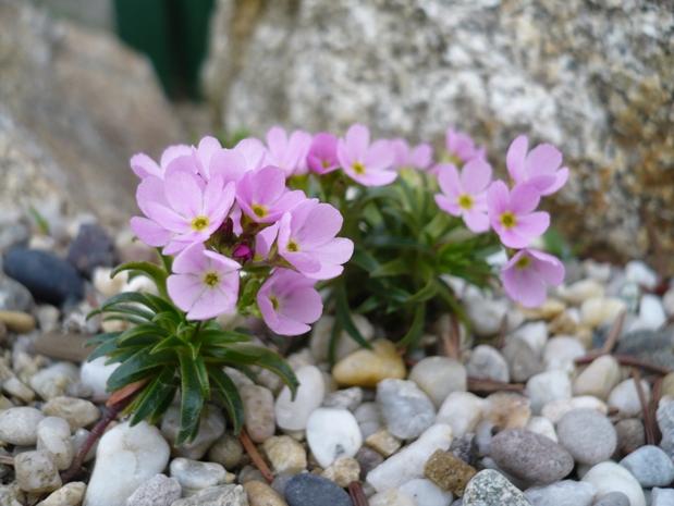Androsace carnea var.halleri, Skalky Androsace carnea var.halleri, Skalky, alpinka, 1