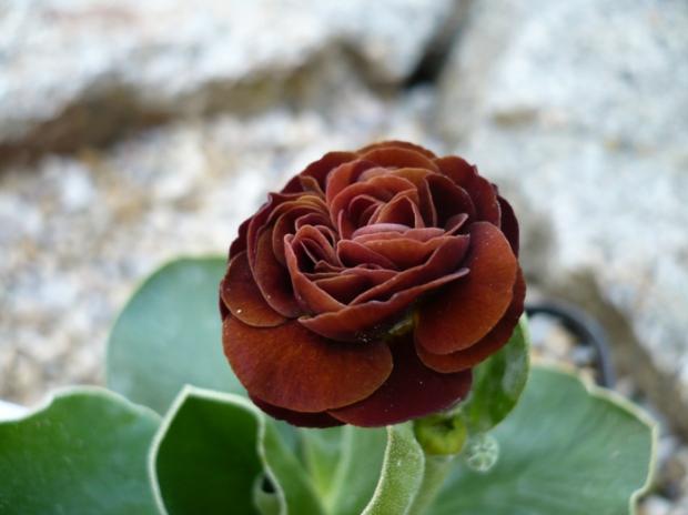 Primula x auricula ´DON CARLOS´, Kvetinové portréty, alpinka, 1