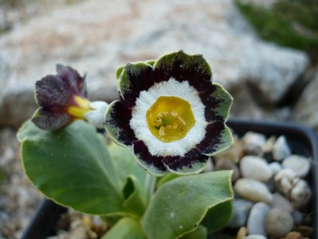 Primula x auricula ´GRUENER VELTLINER´, Skalky Primula x auricula ´GRUENER VELTLINER´, Skalky, alpinka, 1