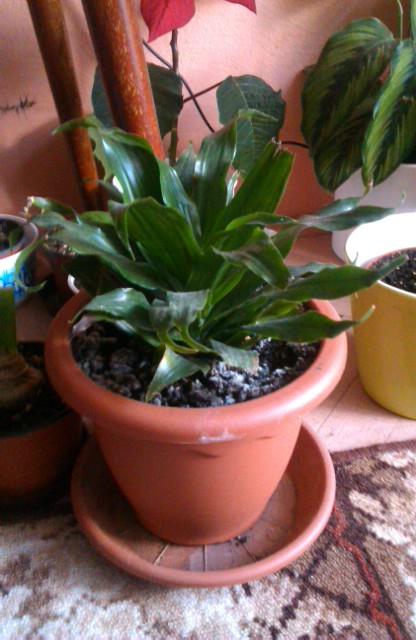 moja dracena, Izbové kvety, michal50741, 1