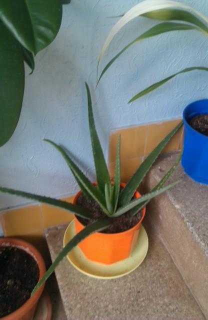 moje aloe vera---prave, Izbové kvety moje aloe vera---prave, Izbové kvety, michal50741, 1