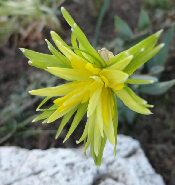 skalkový narcis, Skalky skalkový narcis, Skalky, , 1