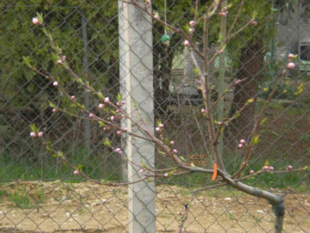 REZ NEKTARINKY , Obrazky k článkom, jarka213, 1